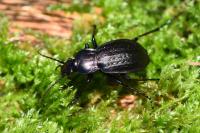 Carabus arvensis
