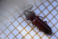 Corticeus unicolor