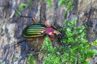 Carabus auronitens