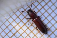 Corticeus unicolor