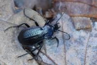 Carabus arvensis