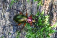 Carabus auronitens