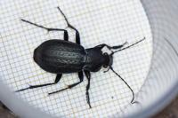 Carabus arvensis