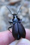 Carabus nemoralis