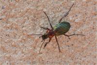 Carabus auronitens