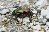 Carabus auronitens