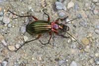 Carabus auronitens