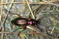 Carabus auronitens
