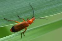 Rhagonycha fulva