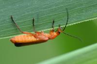 Rhagonycha fulva