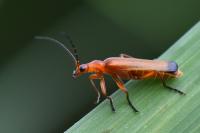 Rhagonycha fulva