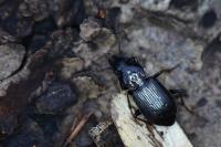 Pterostichus oblongopunctatus