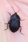 Phosphuga atrata