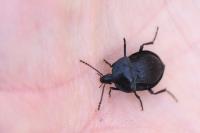 Phosphuga atrata