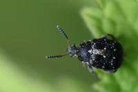Bruchus