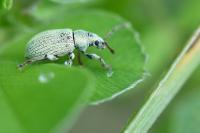 Polydrusus planifrons