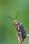 Cantharis rustica