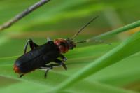 Cantharis rustica