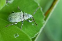 Polydrusus planifrons