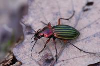Carabus auronitens