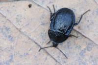 Phosphuga atrata