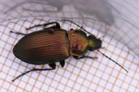 Poecilus cupreus