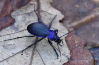 Carabus problematicus