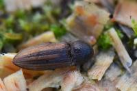 Agriotes lineatus