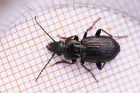 Pterostichus oblongopunctatus