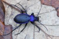 Carabus problematicus