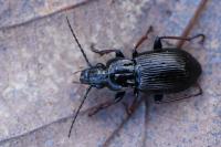 Pterostichus oblongopunctatus