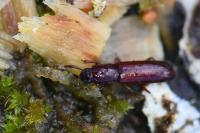 Corticeus unicolor