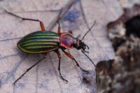 Carabus auronitens