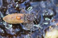 Agriotes lineatus