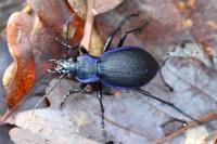 Carabus problematicus