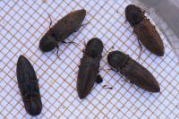Agriotes lineatus