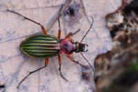 Carabus auronitens