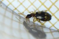 Calodromius bifasciatus