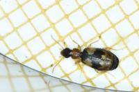 Calodromius bifasciatus