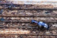 Calodromius bifasciatus