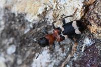 Thanasimus formicarius