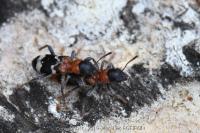 Thanasimus formicarius