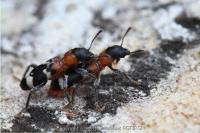 Thanasimus formicarius