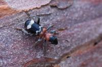Thanasimus formicarius