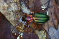 Carabus auronitens