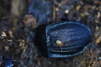 Phosphuga atrata