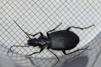Platynus assimilis