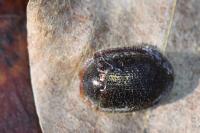 Thymalus limbatus