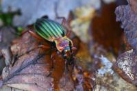Carabus auronitens