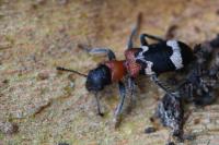 Thanasimus formicarius
